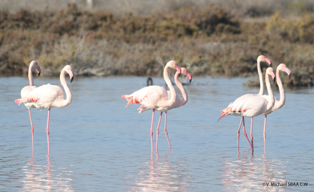 Limassol Salt Lake Cyprus flamingos